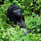 Berg-Gorilla in Uganda