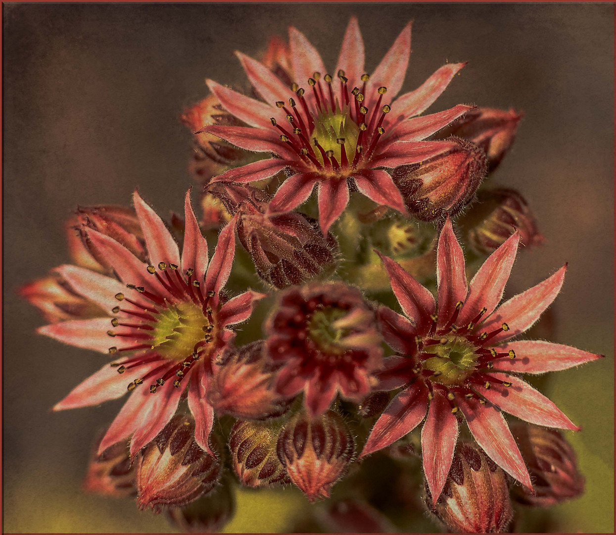 Berg Hauswurz Blüte - Sempervivum montanum