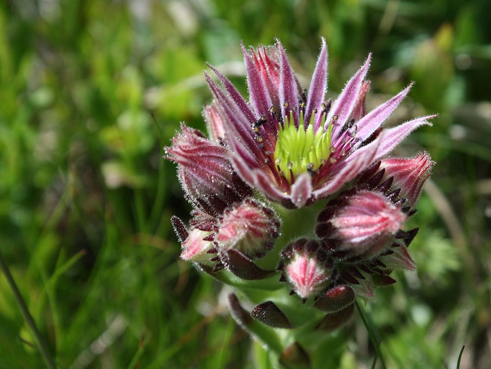 Berg-Hauswurz (Sempervivum montanum) im Detail