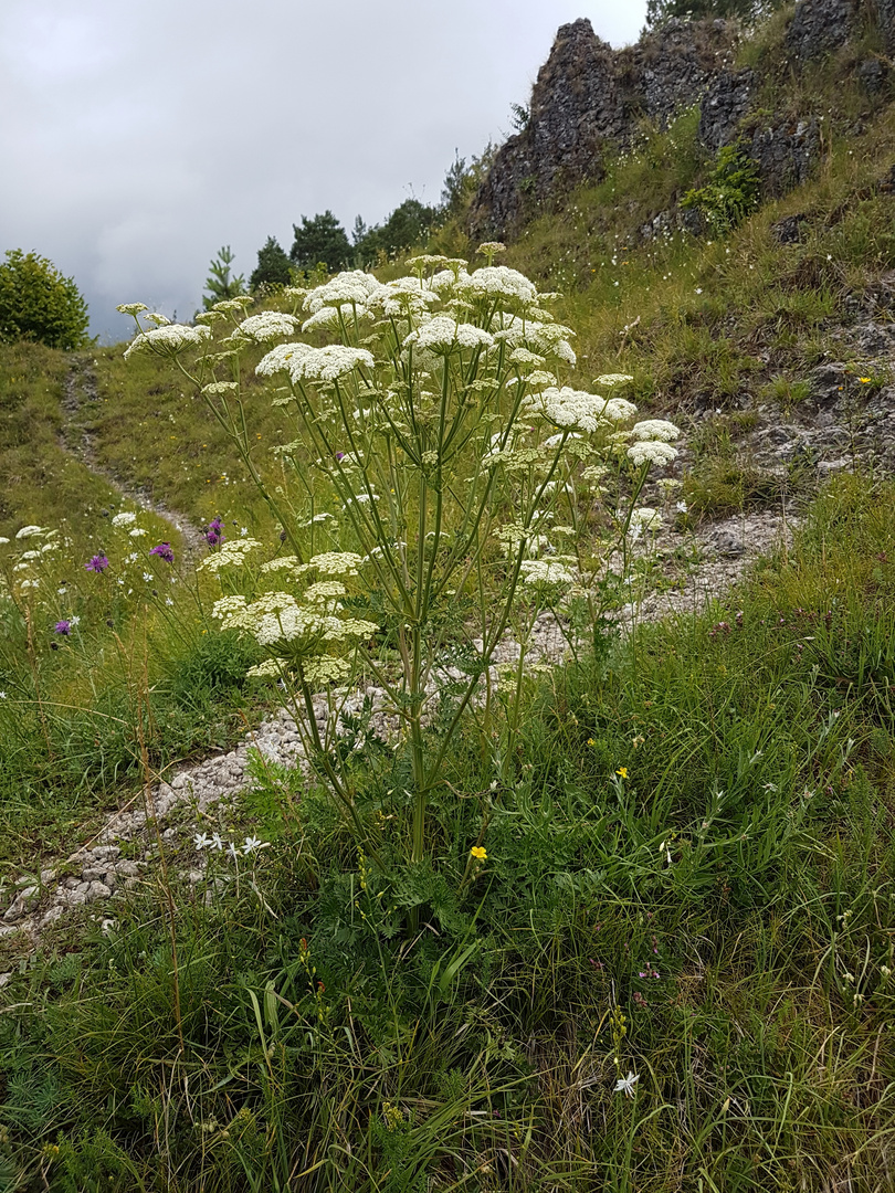 Berg-Heilwurz