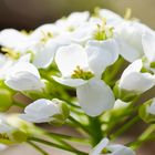 Berg-Hellerkraut (Thlaspi montanum)