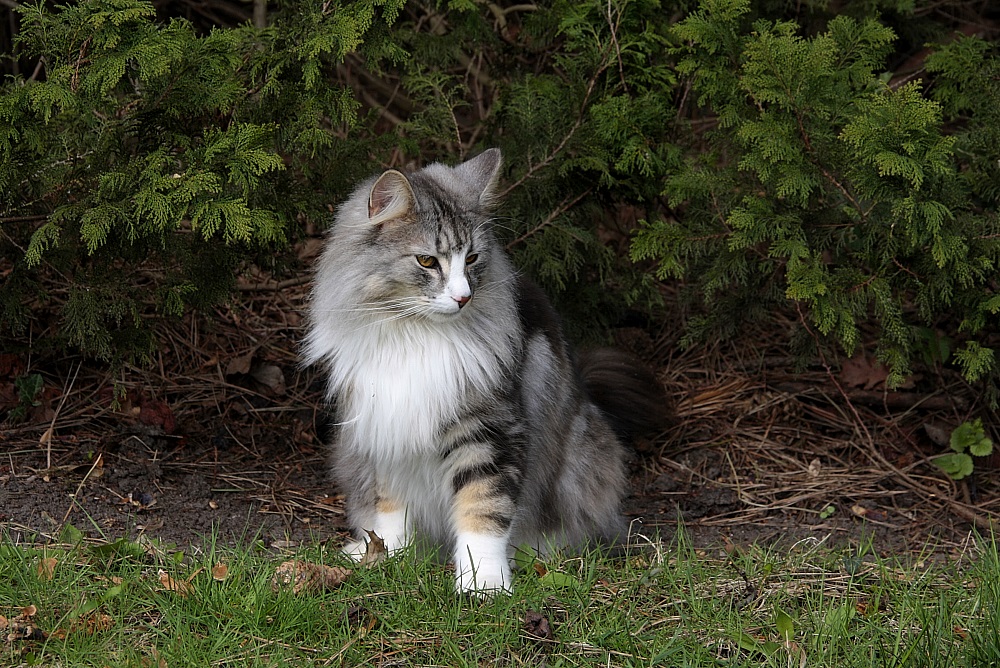 Berg-Katze [norwegisch]