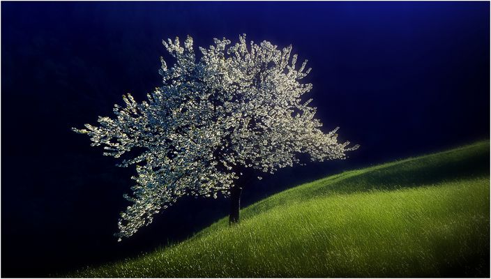 Berg-Kirschblüte  P