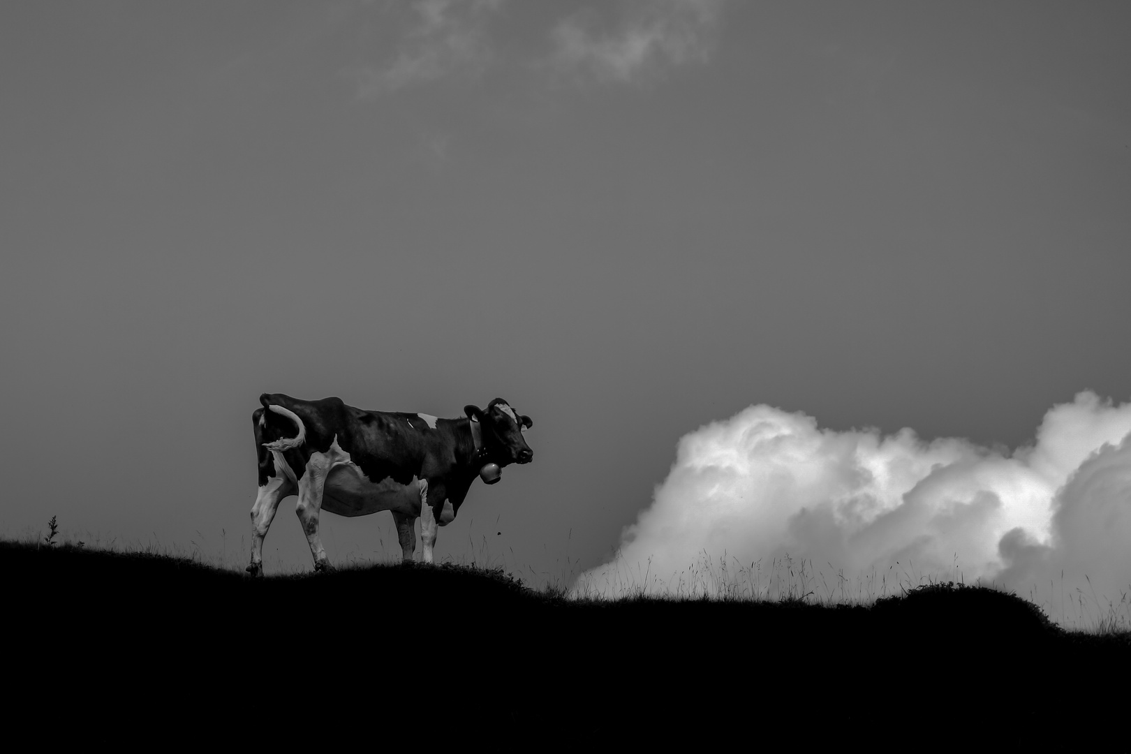 Berg - Kuh - Wolke