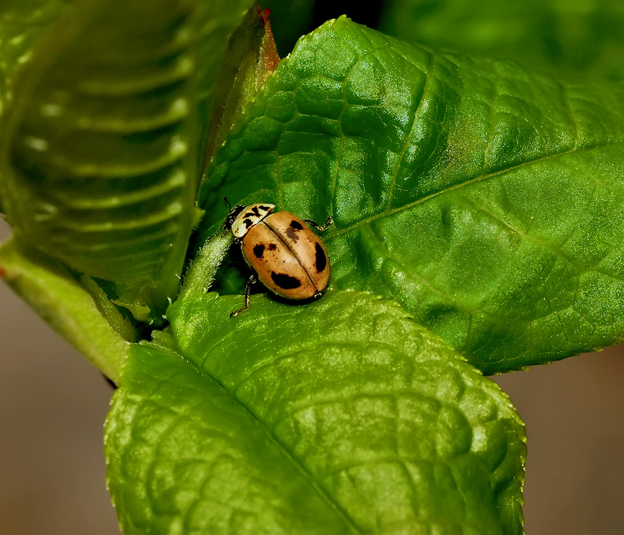 Berg-Marienkäfer, auch Nadelbaum-Marienkäfer genannt (Aphidecta obliterata).