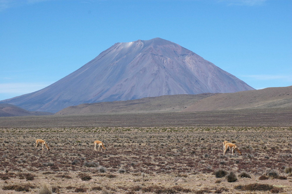 Berg mit Vicunas