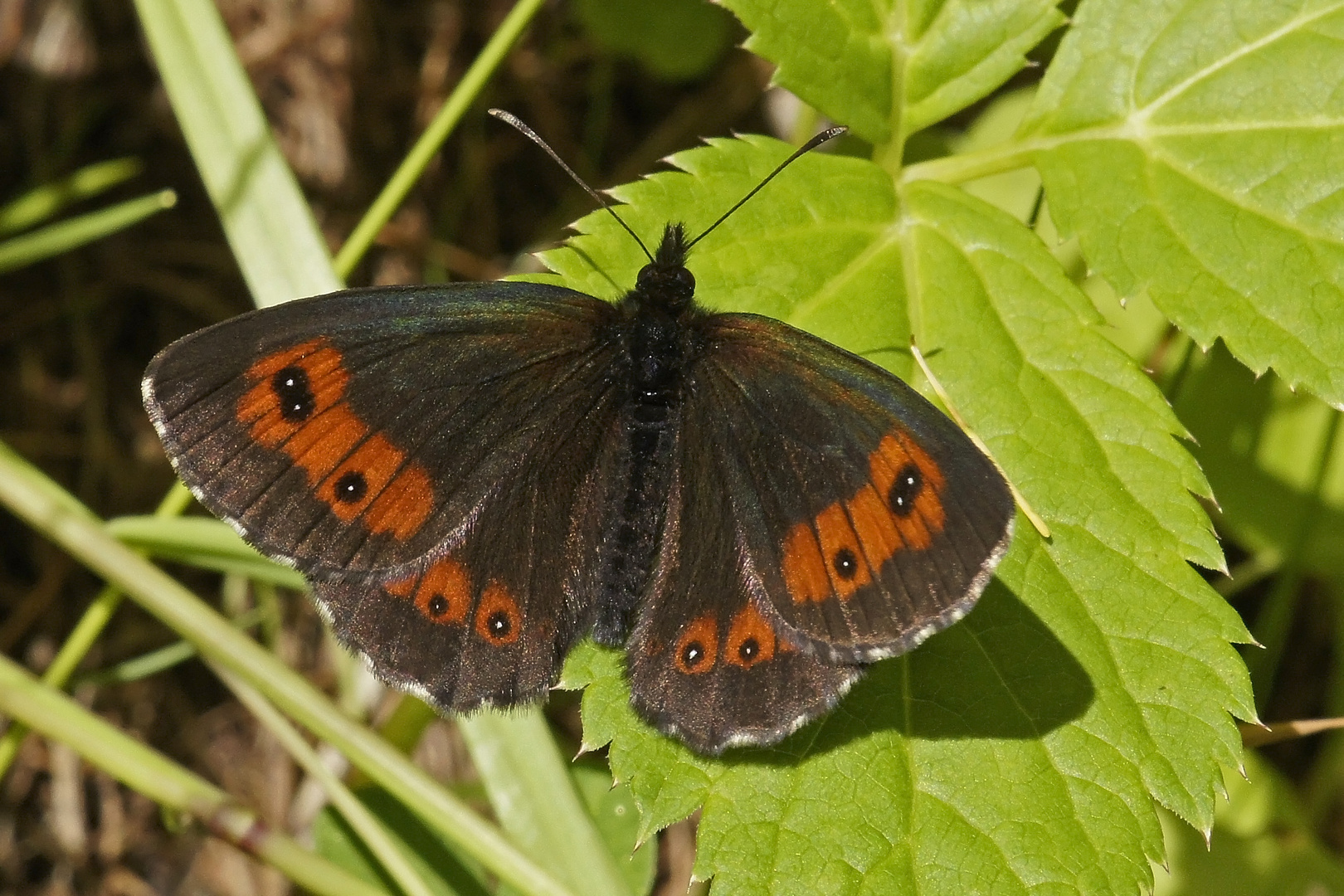 Berg-Mohrenfalter (Erebia euryale)