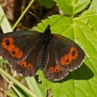 Berg-Mohrenfalter (Erebia euryale)