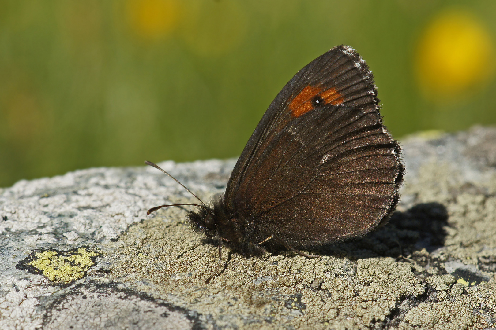 Berg-Mohrenfalter (Erebia euryale)