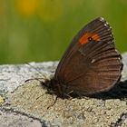 Berg-Mohrenfalter (Erebia euryale)