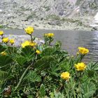 Berg-Nelkenwurz (Geum montanum)...