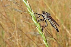 Berg- oder Säbel – Raubfliege: Das ist hier die Frage 02
