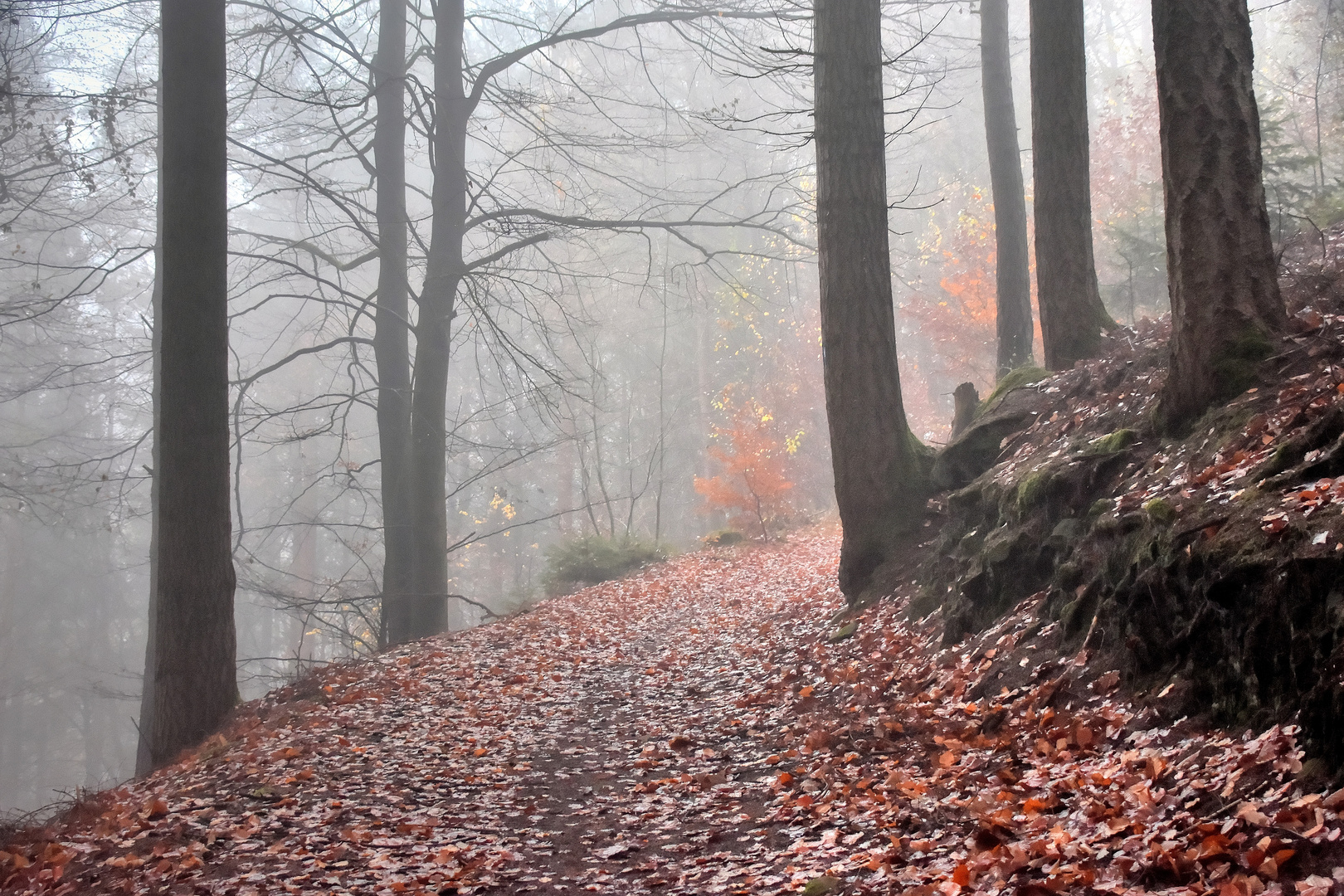 Berg-Pfad im Eifelgebirge