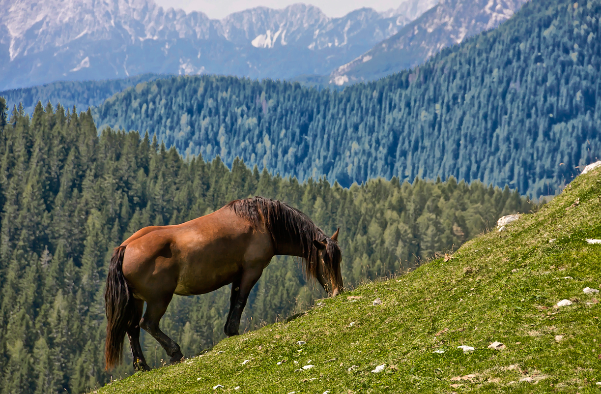 Berg - Pferd