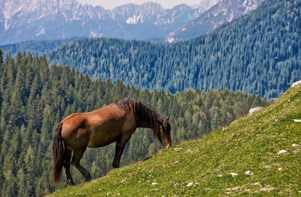 Berg - Pferd