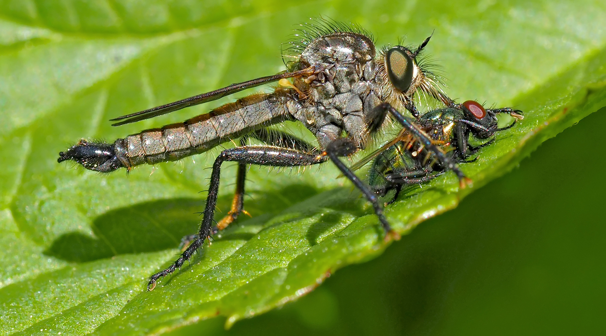 Berg-Raubfliege (Didysmachus picipes), Männchen *  -  La mouche prédatrice a trouvé une victime!