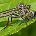 Berg-Raubfliege (Didysmachus picipes), Männchen *  -  La mouche prédatrice a trouvé une victime!