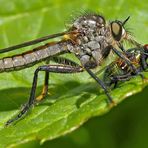 Berg-Raubfliege (Didysmachus picipes), Männchen *  -  La mouche prédatrice a trouvé une victime!