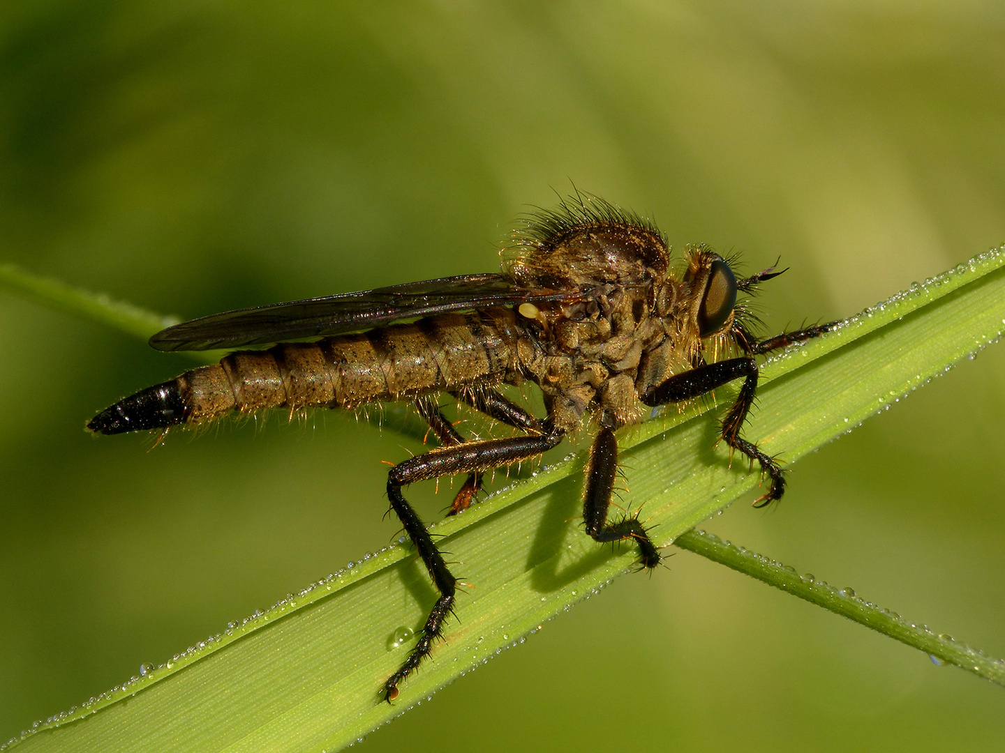 Berg-Raubfliege ( w, Didysmachus picipes )