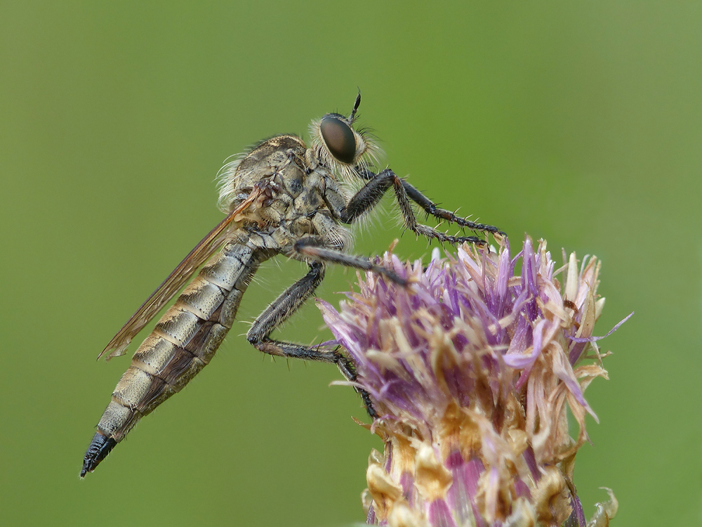 Berg-Raubfliege ( w, Didysmachus picipes ) ist es nicht