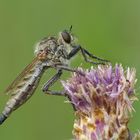 Berg-Raubfliege ( w, Didysmachus picipes ) ist es nicht