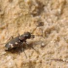 Berg-Sandlaufkäfer (Cicindela silvicola)