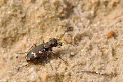 Berg-Sandlaufkäfer (Cicindela silvicola)