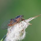 Berg-Singzikade (Cicadetta montana)