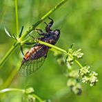 Berg-Singzikade, ein Weibchen (Cicadetta montana), * streng geschützt!