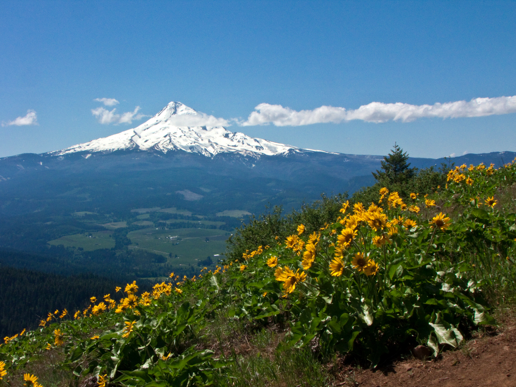 Berg und Blumen