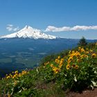 Berg und Blumen