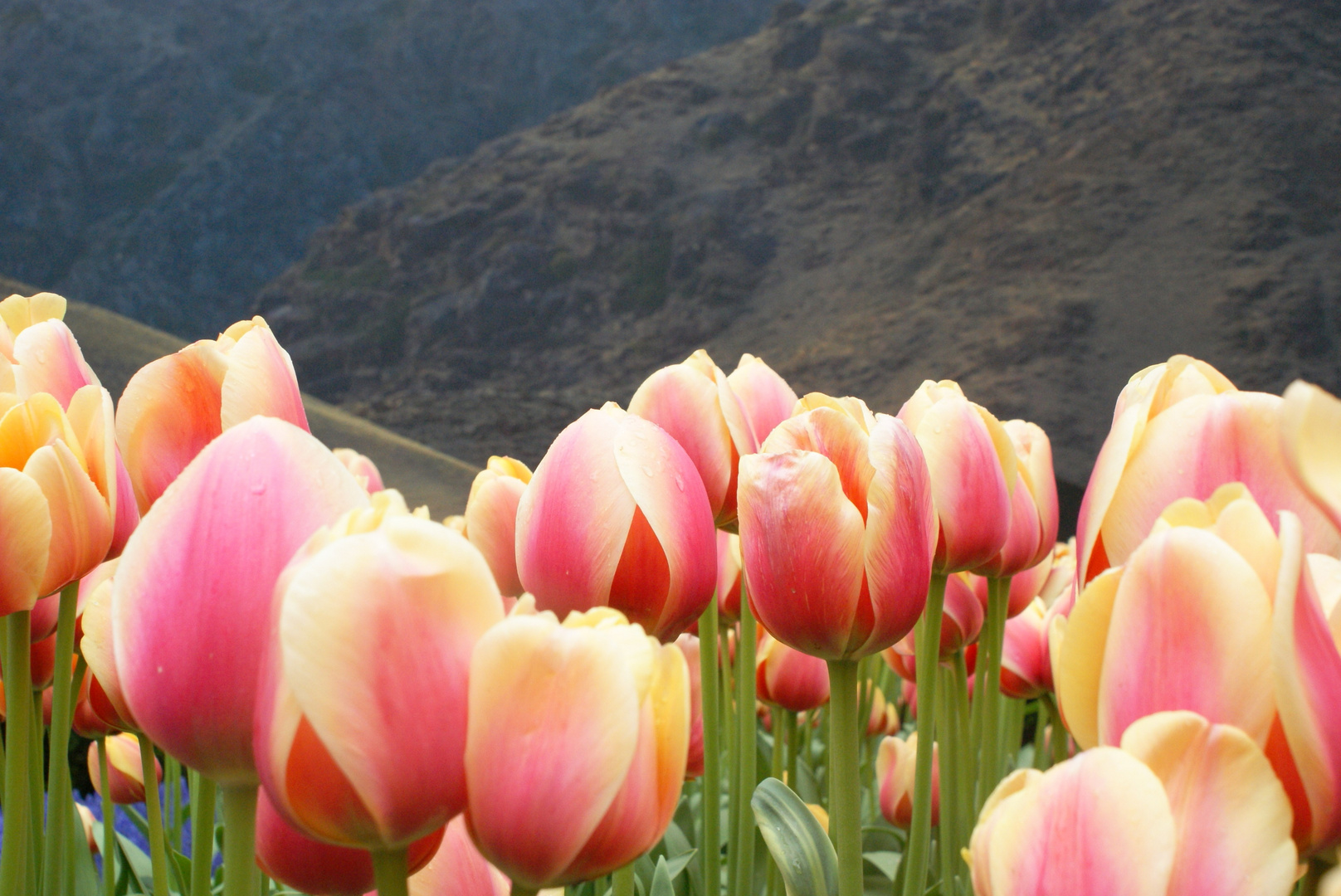 Berg und Tulpen Nederlands