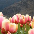 Berg und Tulpen Nederlands