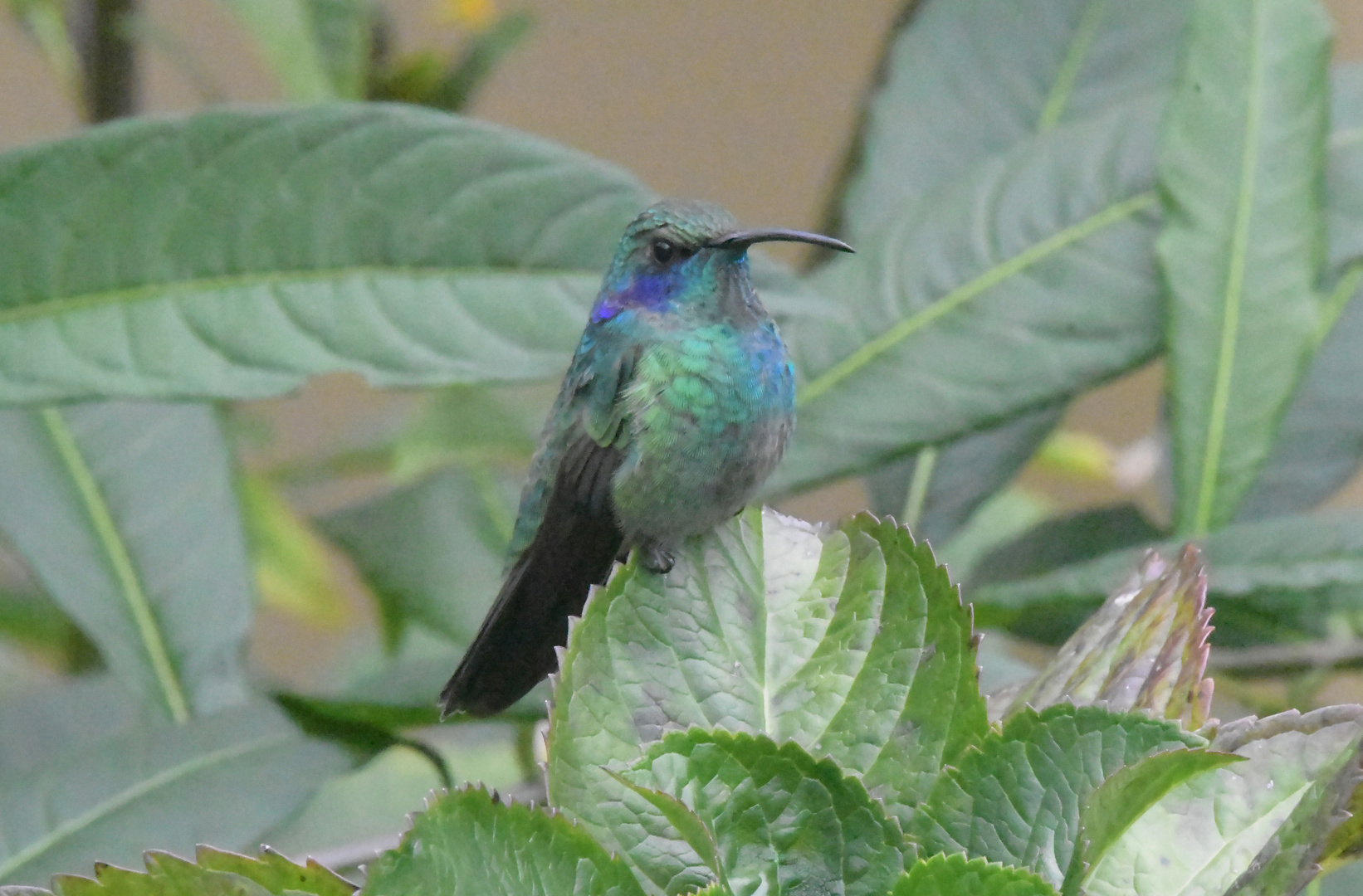 Berg-Veilchenohrkolibri 