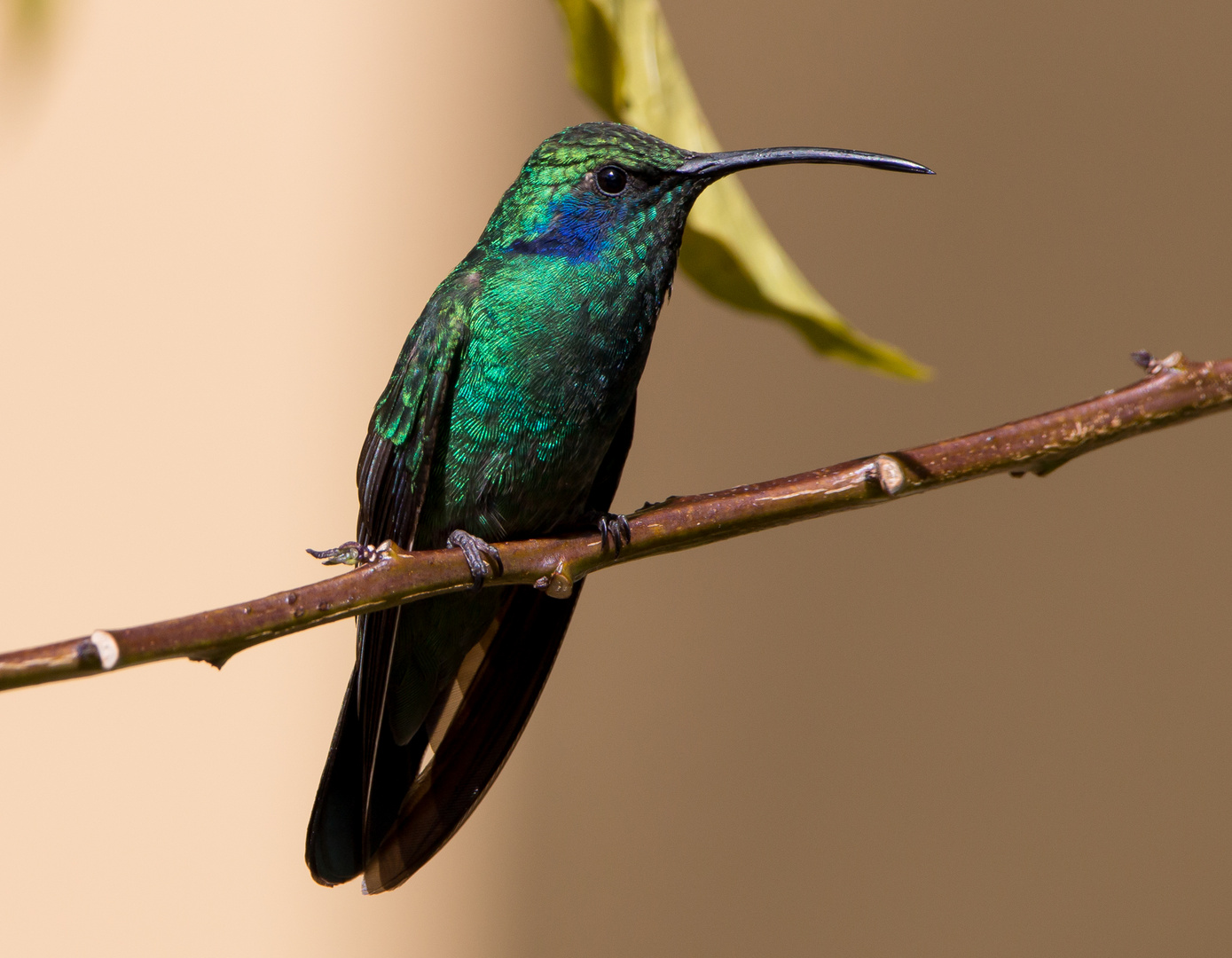 Berg-Veilchenohrkolibri