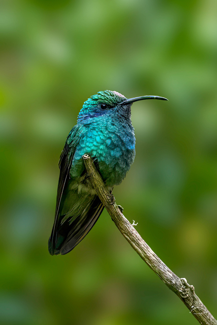 Berg-Veilchenohrkolibri / Lesser violetear hummingbird (male)