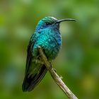 Berg-Veilchenohrkolibri / Lesser violetear hummingbird (male)