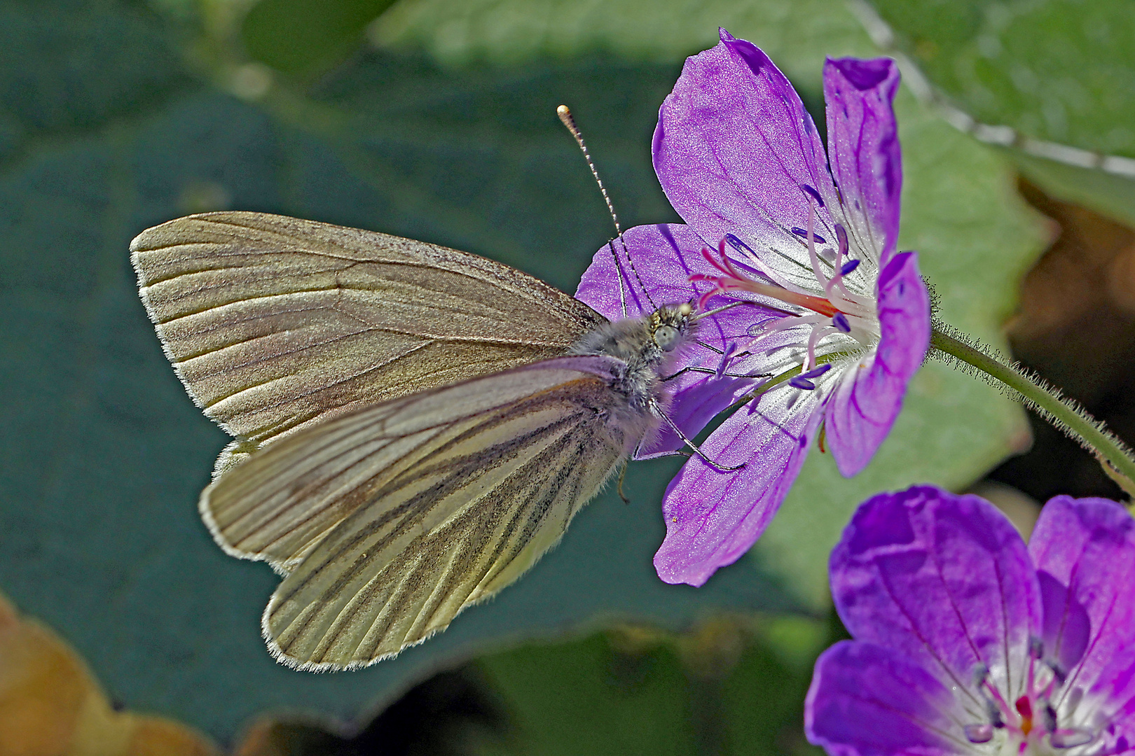 Berg-Weißling (Pieris bryoniae)