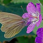 Berg-Weißling (Pieris bryoniae)