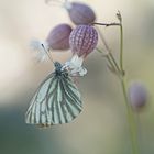 Berg-Weißling (Pieris bryoniae), Männchen