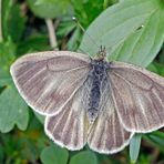 Berg-Weißling (Pieris bryoniae), Weibchen