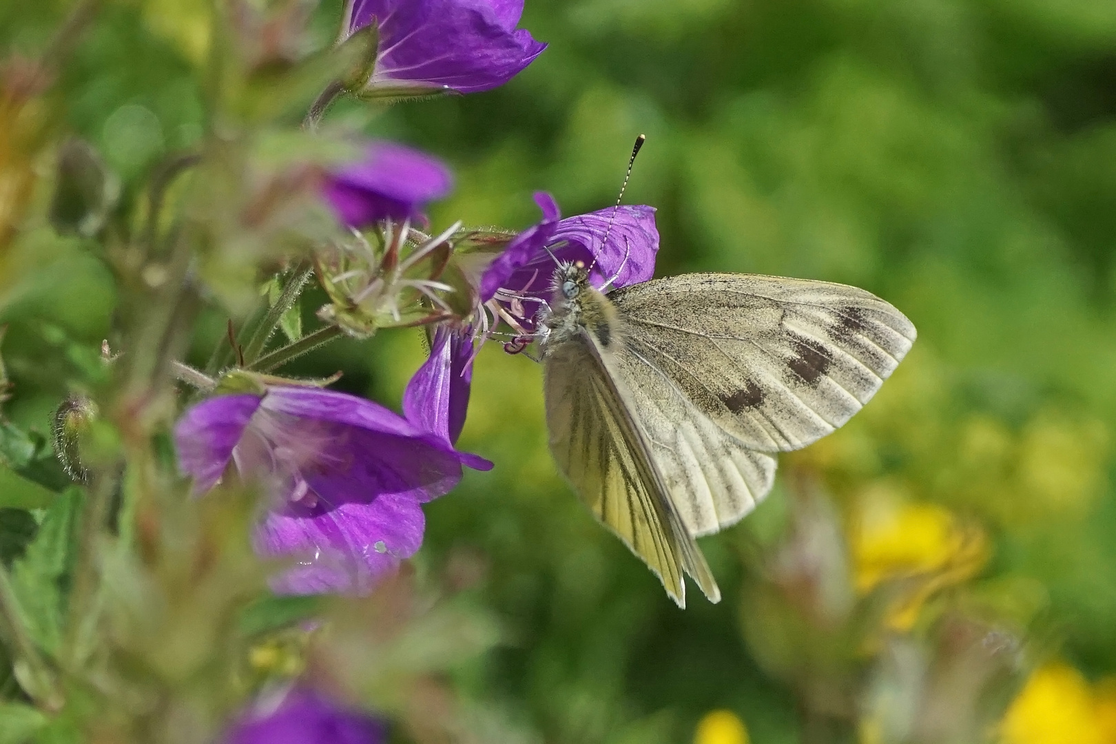 Berg-Weißling (Pieris bryoniae), Weibchen