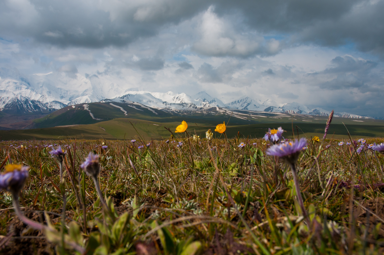 Berg Wiese