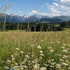 Berg-Wiesen-Blick