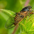 Berg-Zikade (Cicadetta montana)