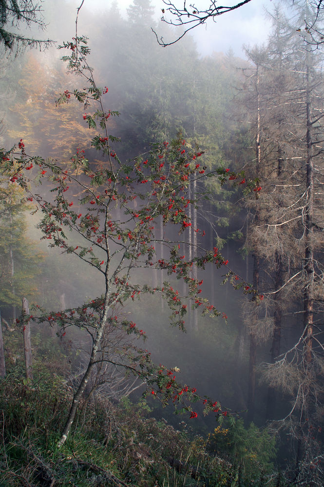 Bergabstieg durch den Nebel