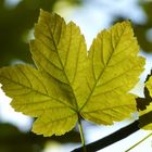 Bergahorn - Acer pseudoplatanus