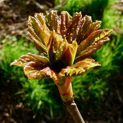 Bergahorn - Acer pseudoplatanus  II