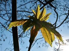 Bergahorn - Acer pseudoplatanus III