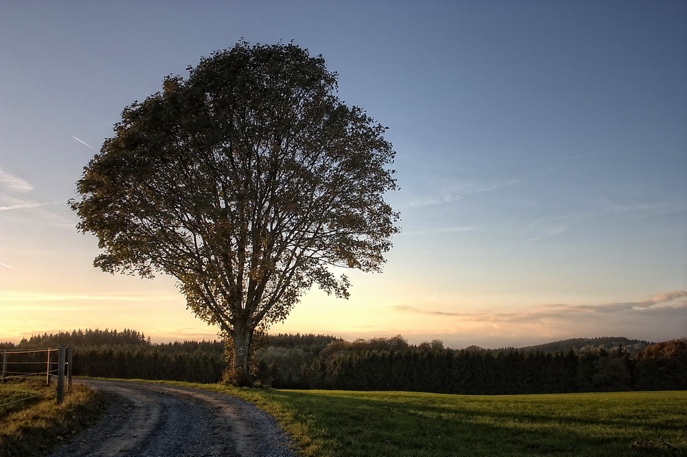 Bergahorn am Abend